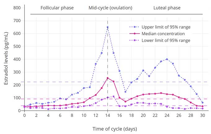 Estradiol during the cycle