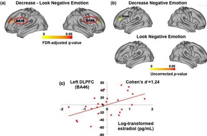 cortex and estradiol